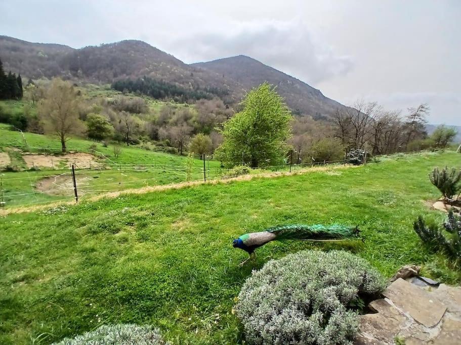 Bright Loft With Mountain And Nature View Sougraigne Exterior foto
